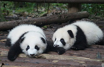 chengdu