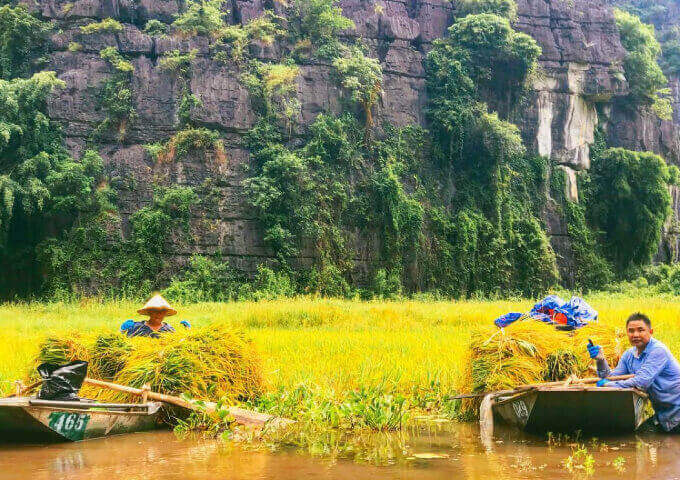 golden-rice-fields