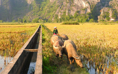 ninh binh countryside vietnam ninh-binh-countryside-vietnam