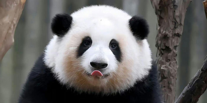 panda-hua-hua-700