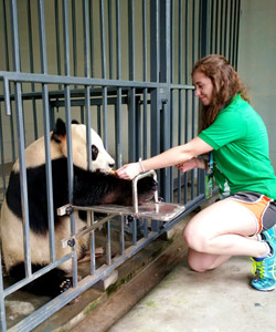 panda-volunteer