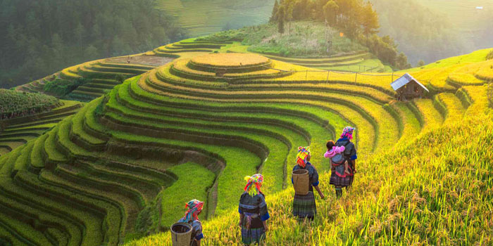 Vietnam rice paddy fields tour